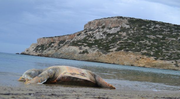 Νεκρή χελώνα caretta caretta στην Αντίπαρο
