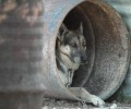 Λέσβος: Το 60% των ιδιοκτητών των βαρελόσκυλων συμμορφώθηκαν;