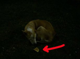 Εγκατέλειψαν τον σκύλο στην πλατεία Μπουρναζίου στο Περιστέρι και άφησαν σημείωμα...