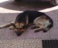 Χάθηκε θηλυκός σκύλος στον Μαραθώνα Αττικής