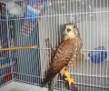 Εντόπισαν γεράκι σε κλουβί καταστήματος πώλησης ζώων στα Κάτω Πατήσια