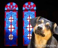 Αρνήθηκε ο ιερέας της Κονταριώτισσας Πιερίας ότι παρότρυνε τους πιστούς να ρίξουν φόλες στα σκυλιά