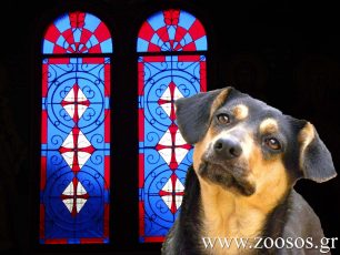 Αρνήθηκε ο ιερέας της Κονταριώτισσας Πιερίας ότι παρότρυνε τους πιστούς να ρίξουν φόλες στα σκυλιά