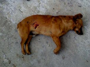 Λέσβος: Εκτέλεσε τον σκύλο μπροστά στα μάτια του ιδιοκτήτη του