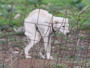 Ο σκύλος που βρέθηκε σκελετωμένος στο Σμάρι Ηρακλείου Κρήτης μεταμορφώθηκε σ' ένα υπέροχο πλάσμα