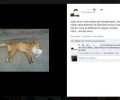 Μέσω facebook παραδέχεται ότι εξοντώνει σκυλιά με φόλες