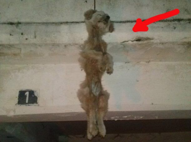 Λεχαινά Ηλείας: Κρέμασε τον σκύλο στο μπαλκόνι