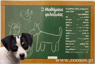 Λουτράκι: Kαθηγητές θέλουν να σκοτώσουν το σκυλάκι που αγαπούν οι μαθητές τους;