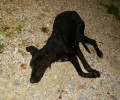Ροντάκι Κυπαρισσίας: Πέθανε η κακοποιημένη σκυλίτσα ενώ η κτηνίατρος την είχε βρει καλά!