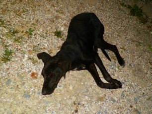 Ροντάκι Κυπαρισσίας: Πέθανε η κακοποιημένη σκυλίτσα ενώ η κτηνίατρος την είχε βρει καλά!