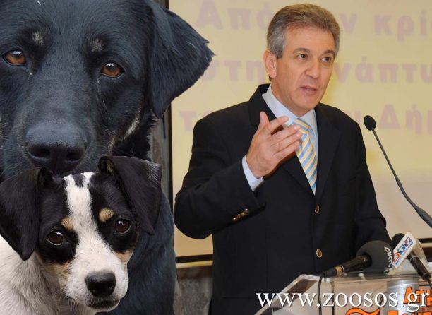 Δήμαρχος Σερρών: Οι φιλόζωοι ας πάρουν τα αδέσποτα σκυλιά στα σπίτια τους (βίντεο)