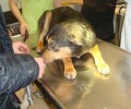 Τύρναβος: Ακόμα δεν υιοθετήθηκε το σκυλί που σώθηκε μέσα από το ποτάμι (βίντεο)