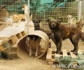 Η ANIMAL ACTION καλύπτει τα έξοδα των στειρώσεων στο Λουτράκι