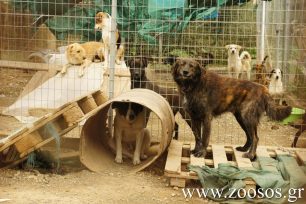 Η ANIMAL ACTION καλύπτει τα έξοδα των στειρώσεων στο Λουτράκι