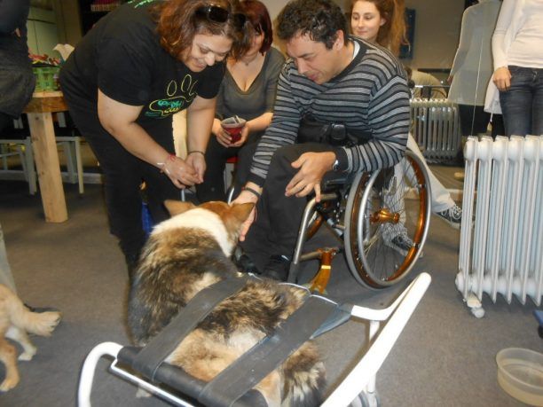 Θεσσαλονίκη: Η ανάπηρη σκυλίτσα Φράνκα βοηθάει ανθρώπους με ειδικές ανάγκες