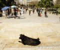 Η επιλεκτική φιλοζωία και η απελευθέρωση του Ρούμπη