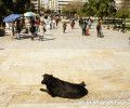 Η επιλεκτική φιλοζωία και η απελευθέρωση του Ρούμπη