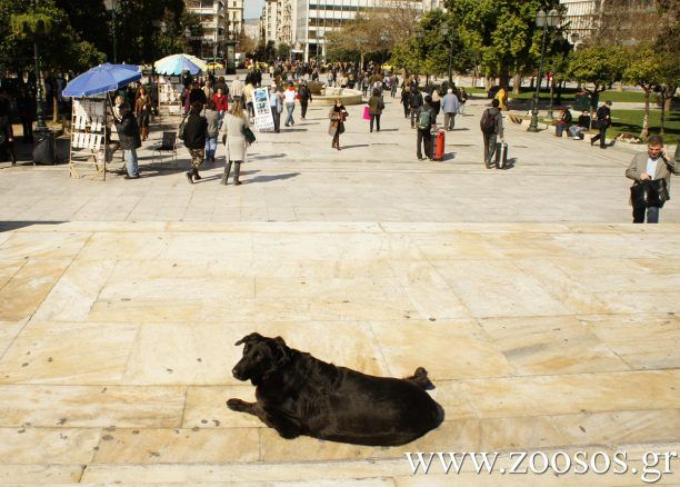 Η επιλεκτική φιλοζωία και η απελευθέρωση του Ρούμπη