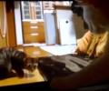 Ο γάτος Βίκτωρας στην οθόνη του υπολογιστή