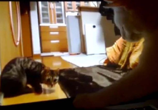 Ο γάτος Βίκτωρας στην οθόνη του υπολογιστή