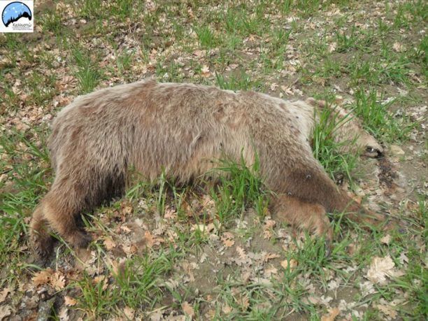 Γρεβενά: Δηλητηρίασαν με φόλες 2 αρκούδες