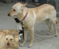 Χάθηκε σκυλίτσα στο Ηράκλειο Κρήτης