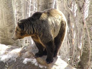 Ξύπνησε και ο Ανδρέας, η γηραιότερη αρκούδα παγκοσμίως που ζει σε καταφύγιο…