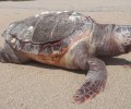 4 νεκρές θαλάσσιες χελώνες στην Πρέβεζα