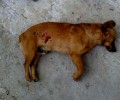 Συνελήφθη ο 75χρονος που σκότωσε τον σκύλο στη Λέσβο