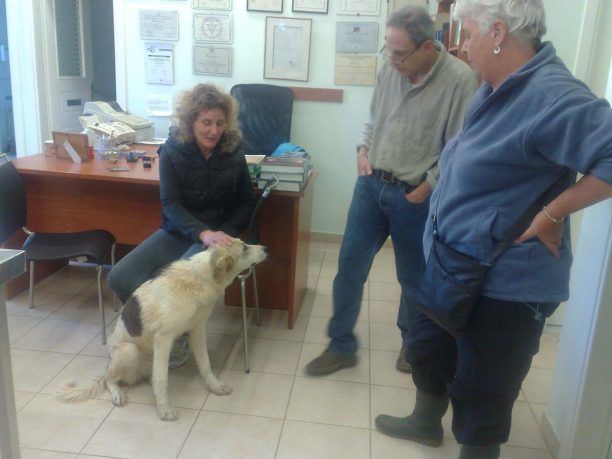 Κεφαλλονιά: Οι λιμενικοί έσωσαν τον σκύλο