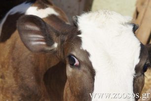 Αρνούμαι να θέσω τα δικαιώματα των ανθρώπων πάνω από τα δικαιώματα των ζώων