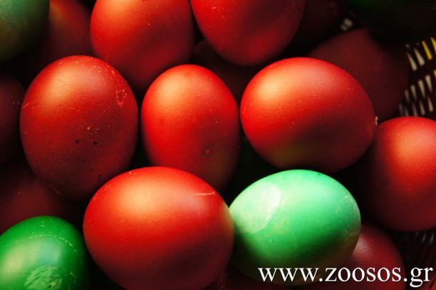 Εσείς τι είδους αυγά θα βάψετε το Πάσχα; (Βίντεο)
