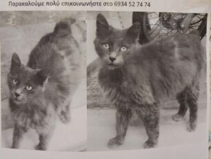 Ψάχνουν τη γκρι θηλυκή γάτα στο Ηράκλειο Αττικής