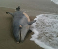 Νεκρό δελφίνι στον Κορινό Πιερίας