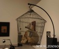 Το Εθνικό Μουσείο Σύγχρονης Τέχνης‏ απομάκρυνε το πουλί – έκθεμα (βίντεο)
