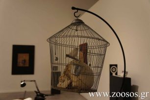 Το Εθνικό Μουσείο Σύγχρονης Τέχνης‏ απομάκρυνε το πουλί – έκθεμα (βίντεο)