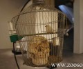 Καναρίνι ως ζωντανό έκθεμα μέσα στο Εθνικό Μουσείο Σύγχρονης Τέχνης (βίντεο)