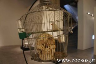 Καναρίνι ως ζωντανό έκθεμα μέσα στο Εθνικό Μουσείο Σύγχρονης Τέχνης (βίντεο)