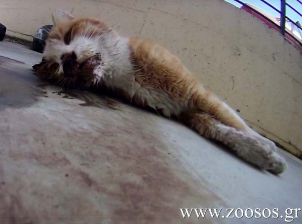 Θεσσαλονίκη: Αντέχετε να δείτε πως μια γάτα χαροπαλεύει μετά από φόλα; (Βίντεο)