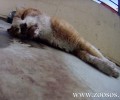 Θεσσαλονίκη: Την γάτα την σκότωσε τελικά το δηλητήριο (βίντεο)