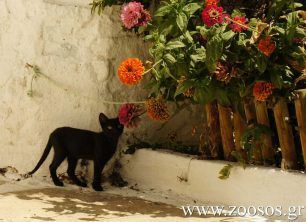 Μήλος: Ημερίδα για τις γάτες για να «ξορκίσουν» τους φόβους μας