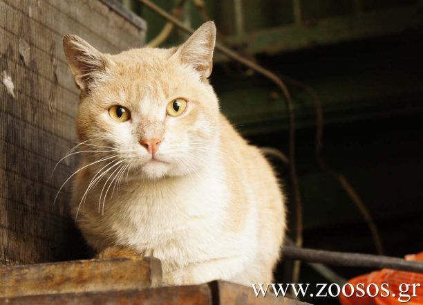 Μόνιμος κάτοικος της Κρεαταγοράς Αθηνών