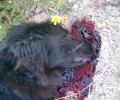 Ηράκλειο Κρήτης: Μετά από απανωτούς πυροβολισμούς ένα σκυλί νεκρό και ένα τραυματισμένο