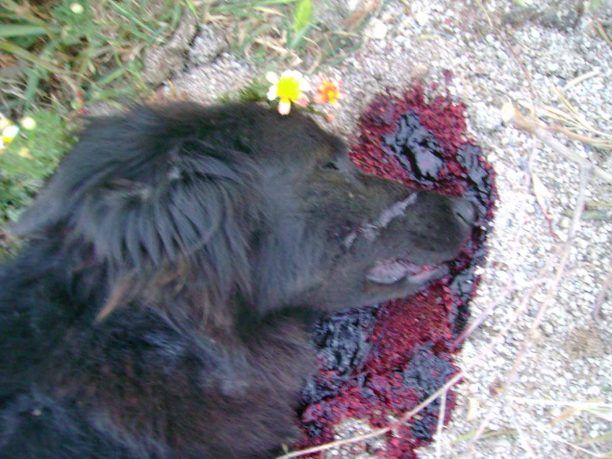 Ηράκλειο Κρήτης: Μετά από απανωτούς πυροβολισμούς ένα σκυλί νεκρό και ένα τραυματισμένο