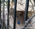Γέρακας:  Σκύλος «ζωντανός συναγερμός» μέσα σε κλουβί