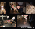 Καρδίτσα: Η κοιλιά της γάτας χωρίστηκε στα δύο από τη συρμάτινη θηλιά