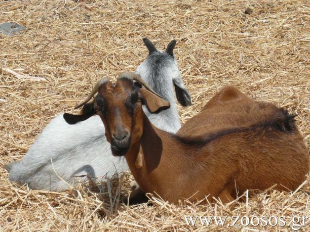 Κανένα ζώο να μην πωλείται σε κατάστημα (pet shop)