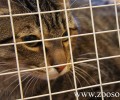 Ηράκλειο Κρήτης: Χωρίς άδεια λειτουργίας ή άδεια πώλησης ζώων 6 pet shop