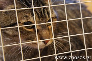 Ηράκλειο Κρήτης: Χωρίς άδεια λειτουργίας ή άδεια πώλησης ζώων 6 pet shop