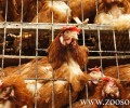 Απαγόρευση της εκτροφής σε κλουβιά για ορισμένα ζώα προωθεί η Κομισιόν